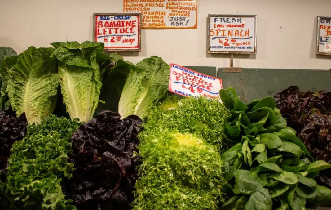 This image captures a vibrant display of fresh produce, featuring various types of lettuce and spinach. Prominent are the heads of romaine lettuce, their elongated leaves a bright green. Curly frisee and dark red lettuce add textural contrast.
